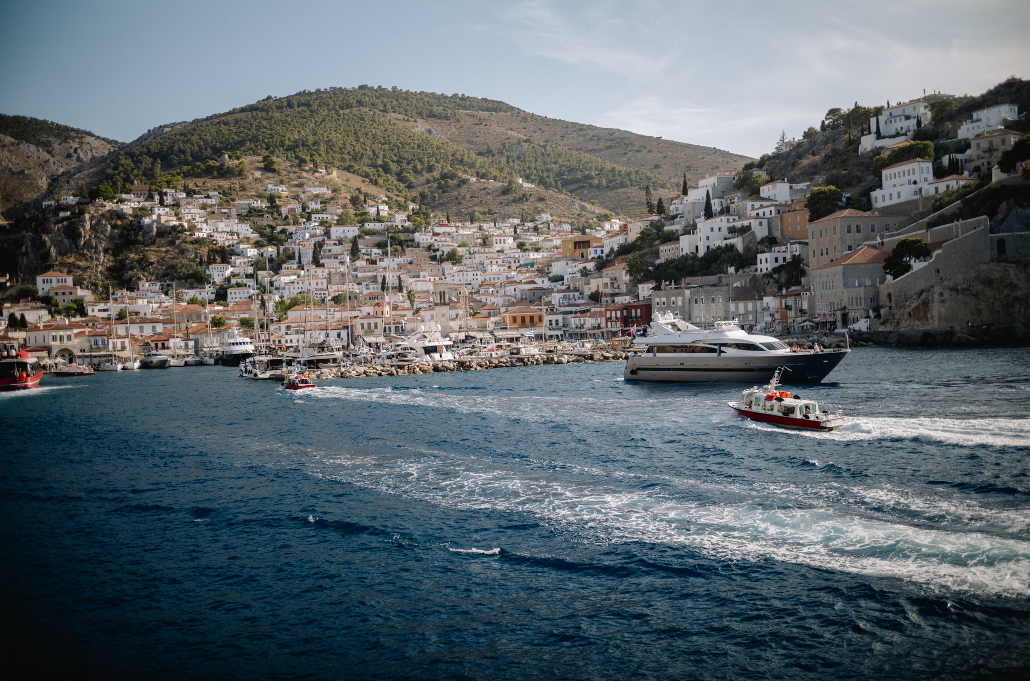 Hydra